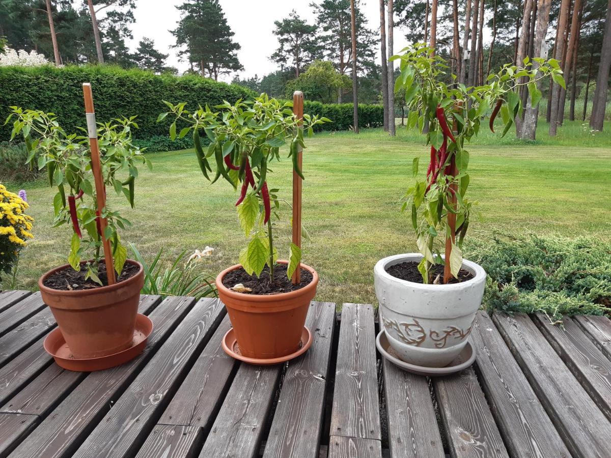 Tihase Puhkemajake Pärnu Buitenkant foto